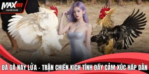 Đá gà nảy lửa